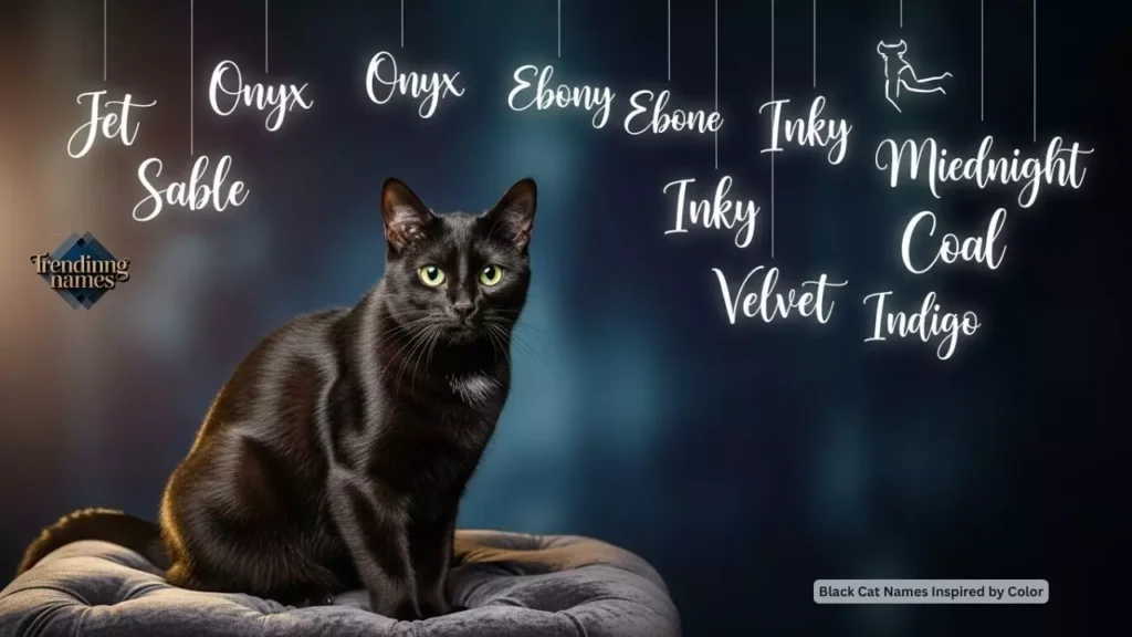 Black Cat Names Inspired by Color